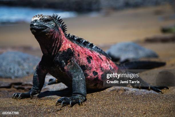 a marine iguana sitting upright on a black sand beach - warmteregulatie stockfoto's en -beelden