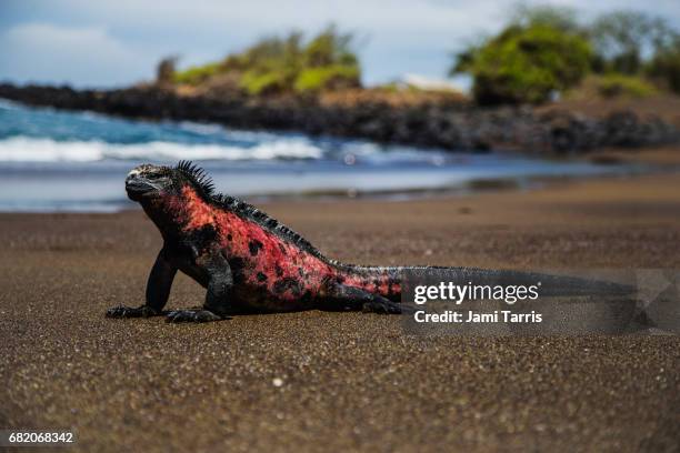 a marine iguana sitting upright on a black sand beach - warmteregulatie stockfoto's en -beelden