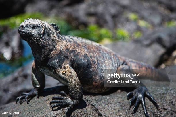 a marine iguana sitting on a rock in the sun - warmteregulatie stockfoto's en -beelden