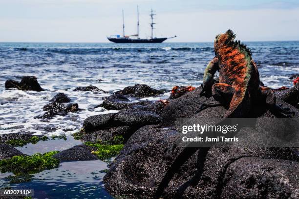 a marine iguana sitting on rocks overlooking a ship in the ocean - grüner leguan stock-fotos und bilder