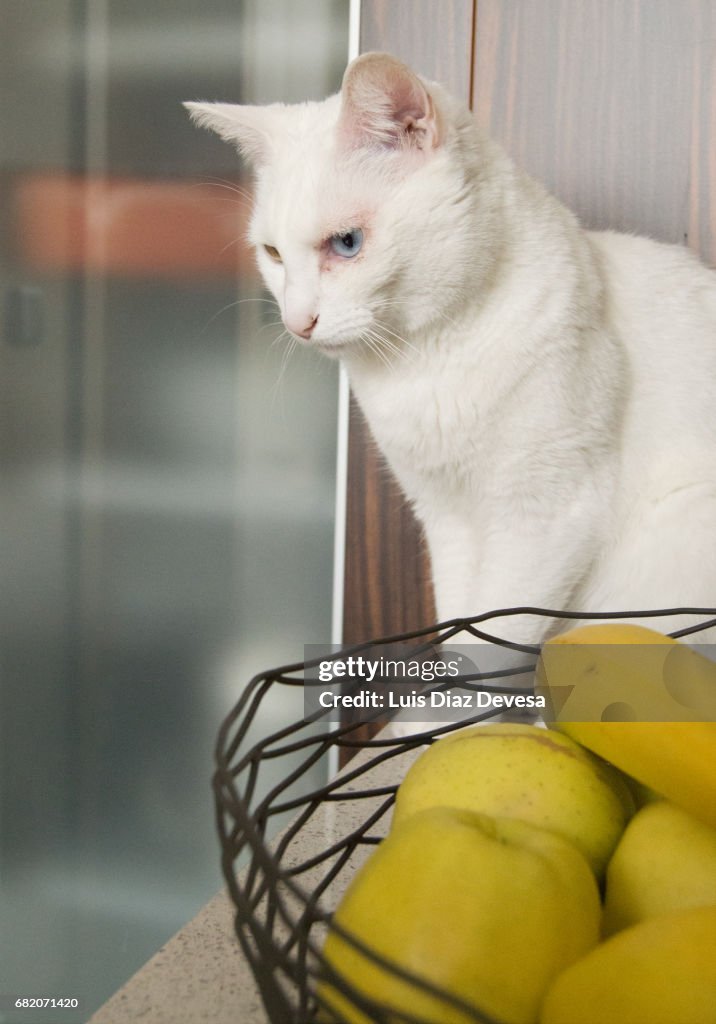 Cat white on table and aples