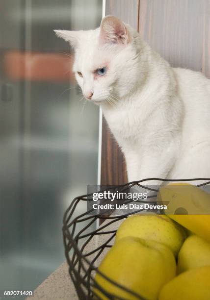 cat white on table and aples - heterochromatin stock pictures, royalty-free photos & images