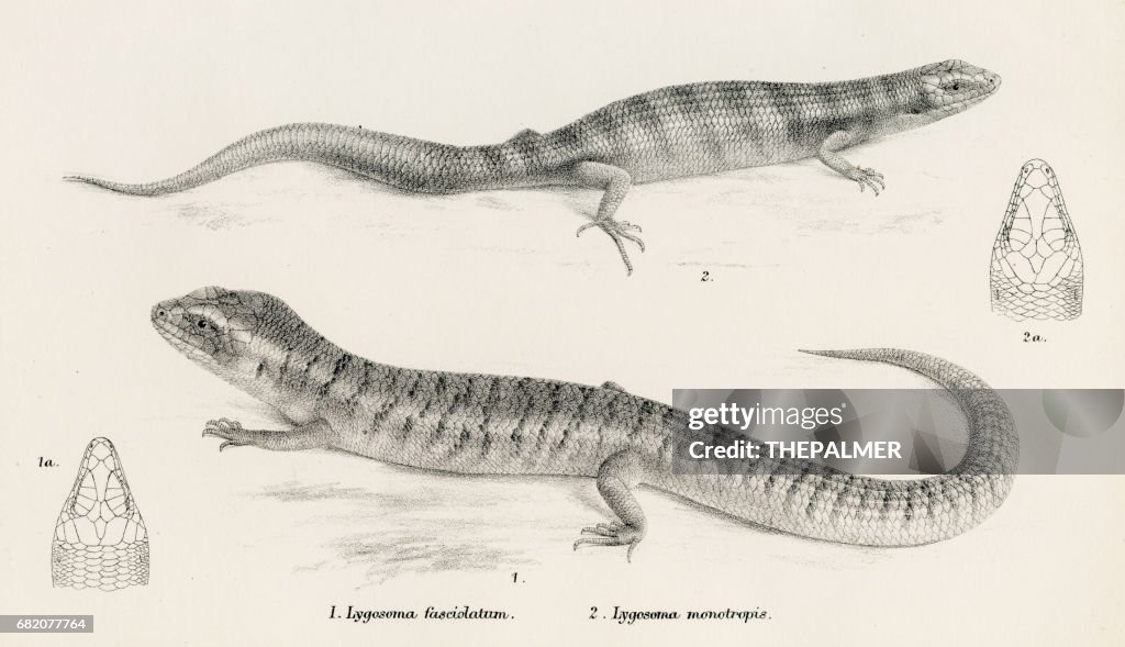 Lizards Engraving 1887 High-Res Vector Graphic - Getty Images