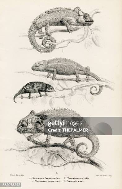 stockillustraties, clipart, cartoons en iconen met hagedissen gravure 1887 - chameleon