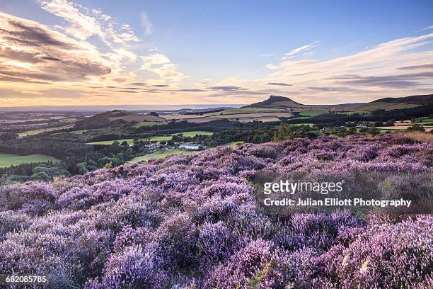 roseberry topping in the north york moors. - heather stock pictures, royalty-free photos & images