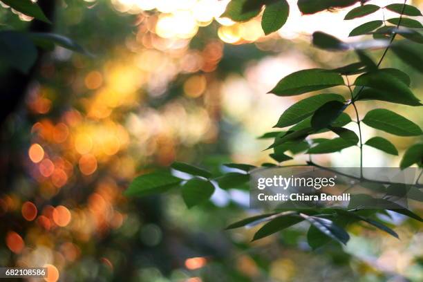 nature at sunset - simbolo di cuore stockfoto's en -beelden