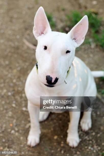 bull terrier - cane di razza stock pictures, royalty-free photos & images