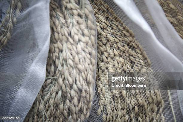 Samples of rice developed by Li Jianyue, professor of life and environment sciences at Shanghai Normal University, sit in bags in an arranged...