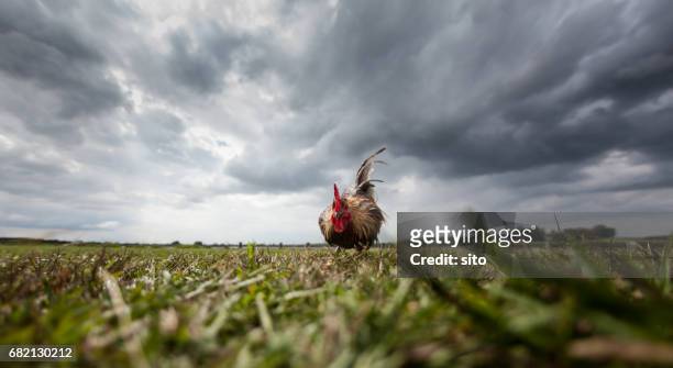 a wild rooster looking to the camera - hamilton new zealand stock pictures, royalty-free photos & images