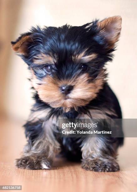 york shire terrier - perro de pura raza stock pictures, royalty-free photos & images