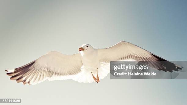 seagull flying - seagull ストックフォトと画像