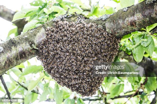 Bees, an endangered species! The photo shows a beehive in an apple tree.