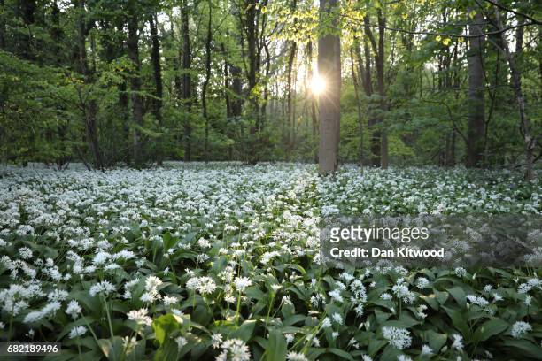 Wild Garlic covers a woodland floor on May 10, 2017 in Scunthorpe, England. Wild garlic, which is currently flowering, is growing in popularity...