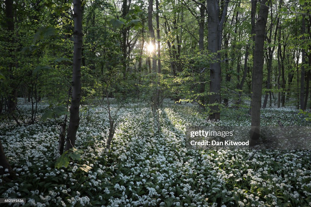 Flowering Garlic Covers Woodland Floor
