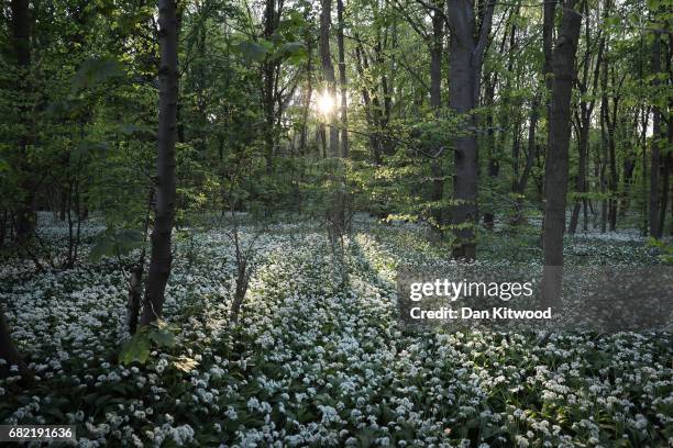 Wild Garlic covers a woodland floor on May 10, 2017 in Scunthorpe, England. Wild garlic, which is currently flowering, is growing in popularity...