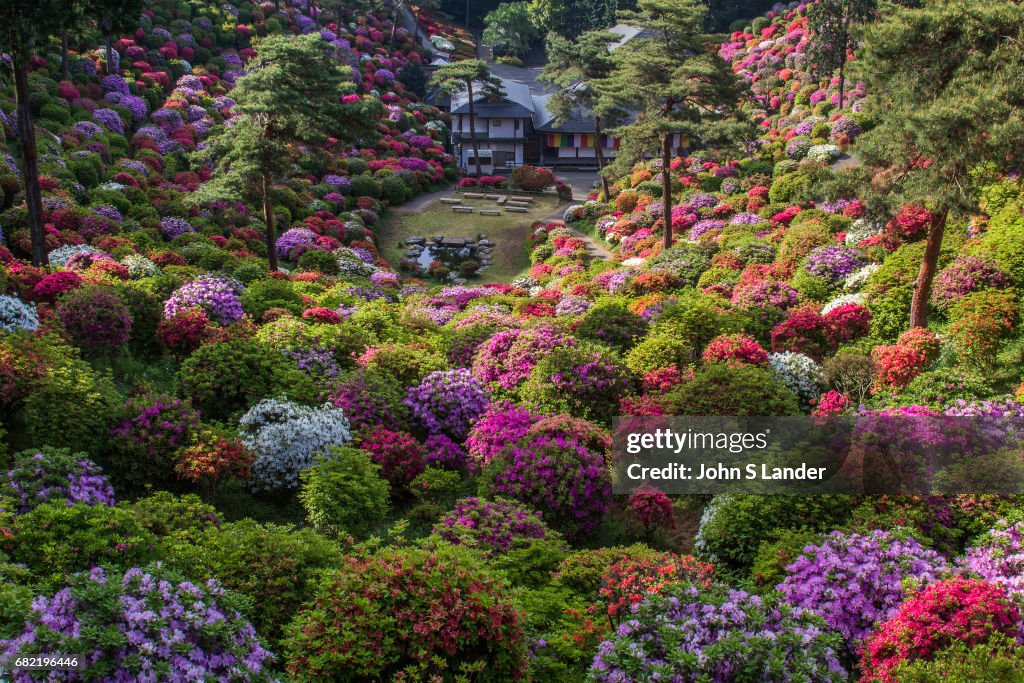 Shiofune Kannon-ji Azalea Garden - Shiofune Kannon-ji is...