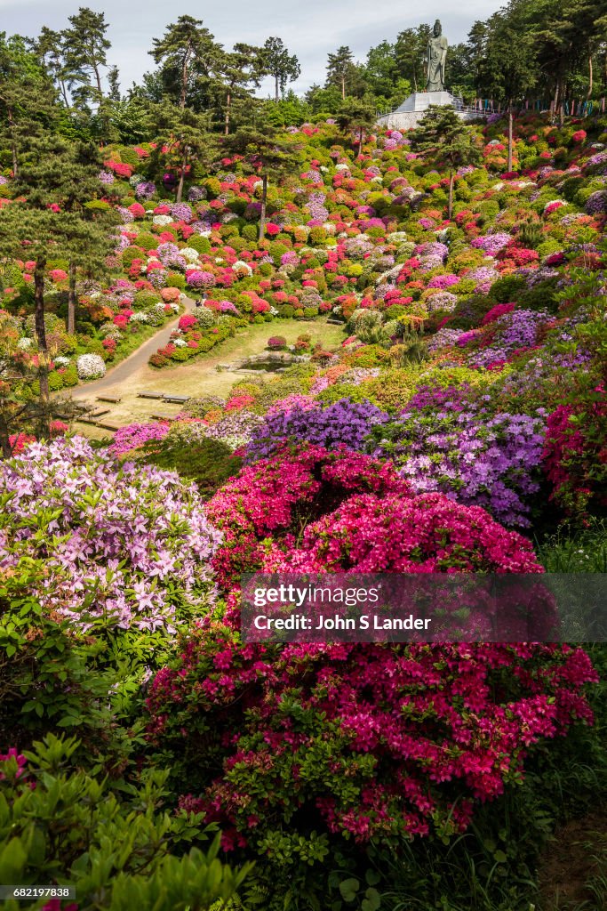 Shiofune Kannon-ji Azalea Garden - Shiofune Kannon-ji is...
