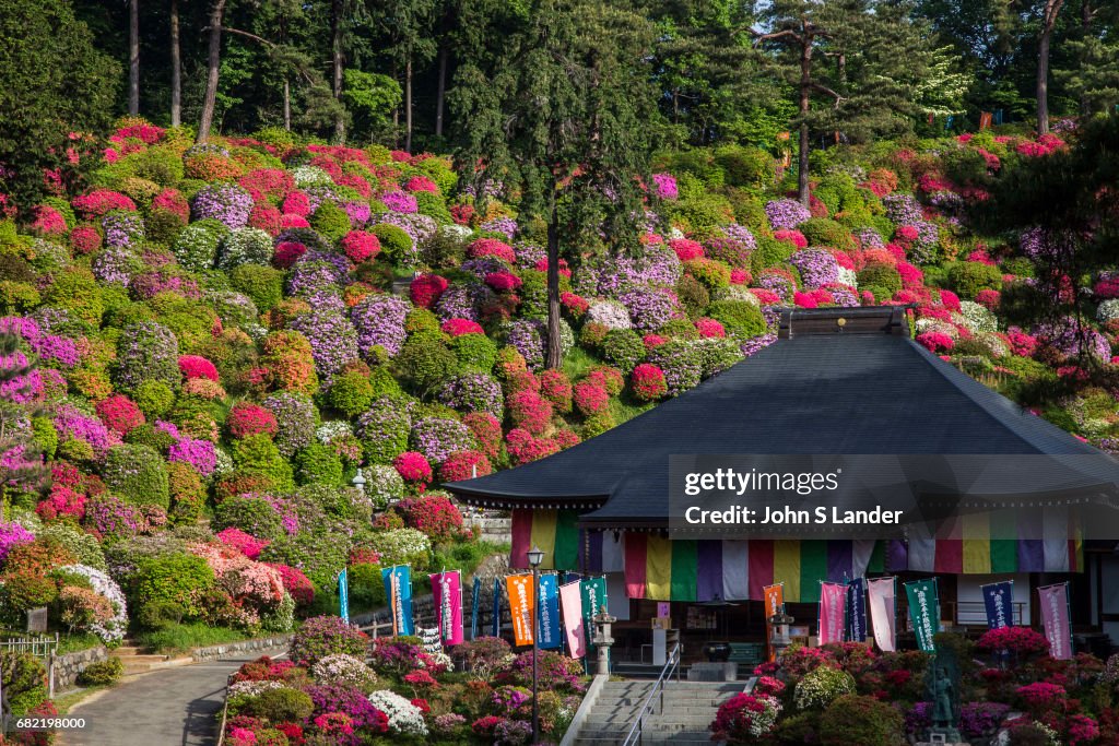 Shiofune Kannon-ji Azalea Garden - Shiofune Kannon-ji is...