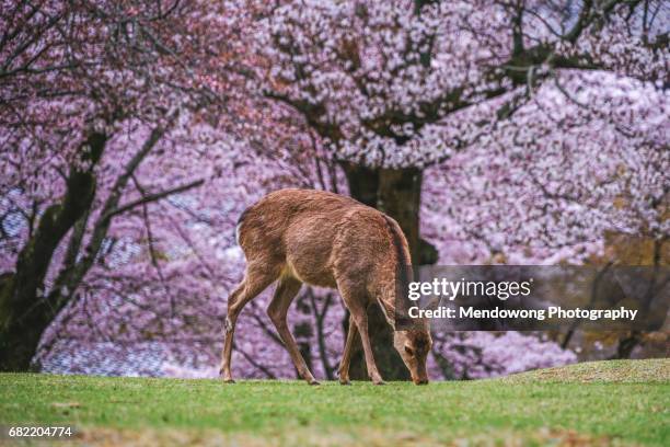 nara park - nara - fotografias e filmes do acervo