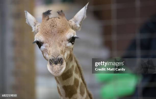 One-day-old baby giraffe calf Gus looks at the camera at Noah's Ark farm on May 12, 2017 in Bristol, England. The baby giraffe was born yesterday at...