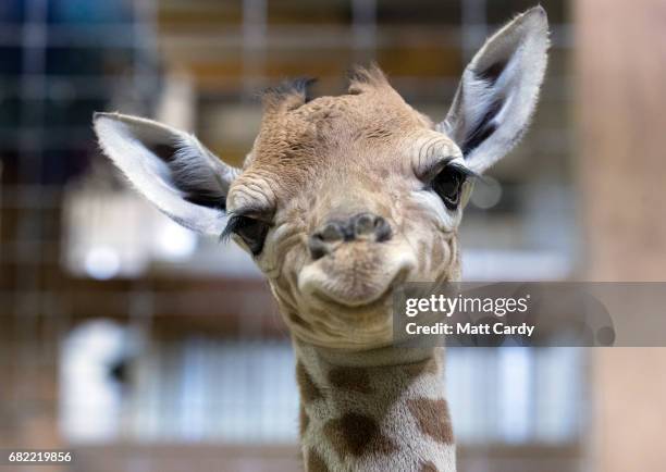 One-day-old baby giraffe calf Gus looks at the camera at Noah's Ark farm on May 12, 2017 in Bristol, England. The baby giraffe was born yesterday at...