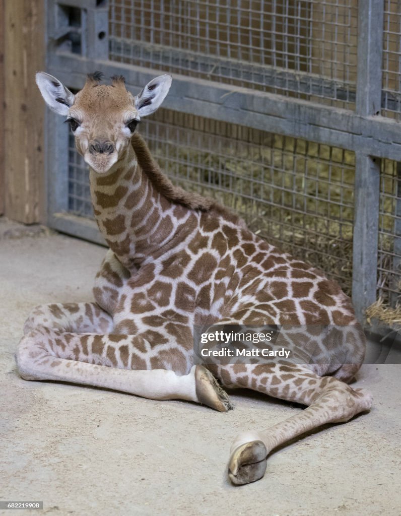 One-Day Old Giraffe Debuts At Noah's Ark Farm