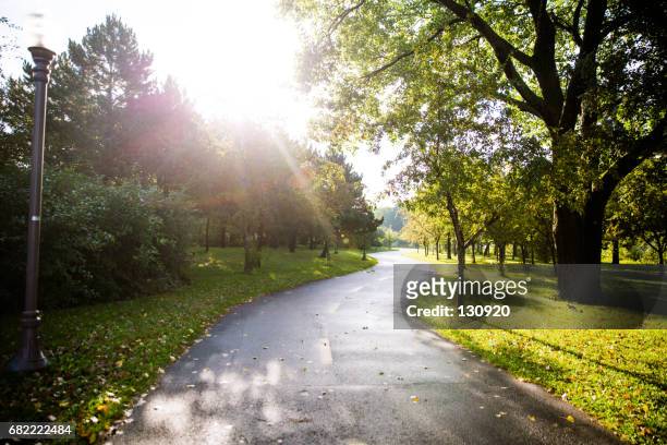 morning walk in the park - forest morning sunlight stock-fotos und bilder