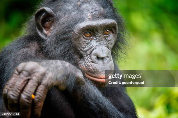 portret van een volwassen bonobo (pan paniscus, pygmy chimpansee), zeldzame dieren in het wild shot - chimpanzee stockfoto's en -beelden