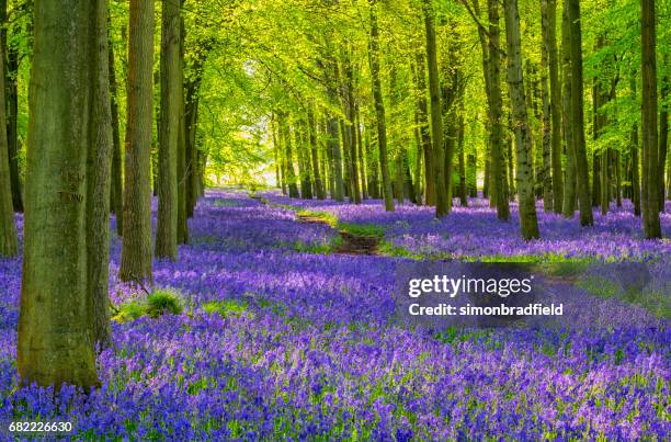 beech trees and bluebells - bluebell woods imagens e fotografias de stock