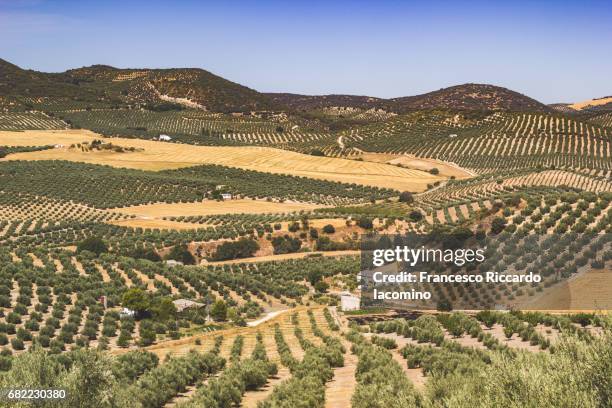 spain, la mancha landscape - francesco riccardo iacomino spain stock pictures, royalty-free photos & images