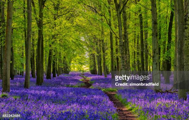 bluebells a través de la ruta - tree forest flowers fotografías e imágenes de stock