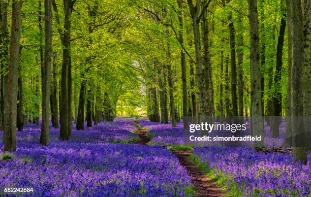 path through the bluebells - landscape tree and flowers stock pictures, royalty-free photos & images