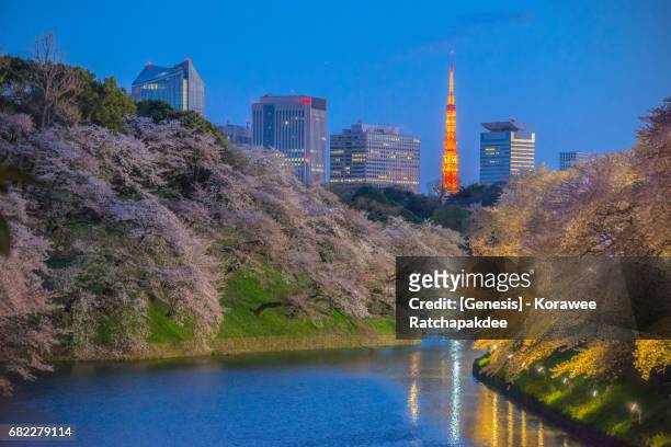 a beautiful cherry blossom at chidorigafuchi park in tokyo, japan - cherry blossoms in full bloom in tokyo stock pictures, royalty-free photos & images