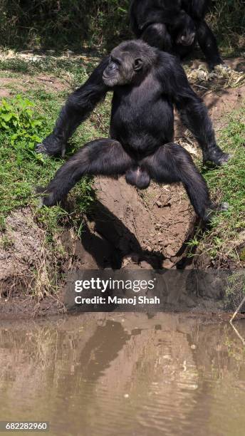 male chimpanzee goes down the river bank. - common chimpanzee stock pictures, royalty-free photos & images