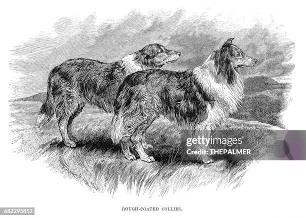 collies engraving 1894 - collie stock illustrations