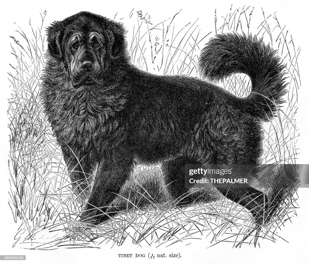 Tibet dog engraving 1894