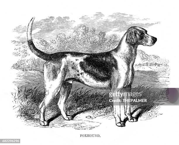 foxhound engraving 1894 - foxhound stock illustrations