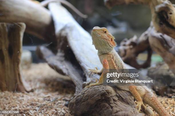 yellow pogona vitticeps - bearded dragon - fotografias e filmes do acervo