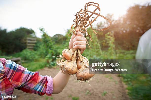 handful of freshly picked onions on allotment. - cebolla fotografías e imágenes de stock