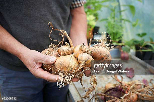 hands holding freshly picked onions. - onion family stock pictures, royalty-free photos & images