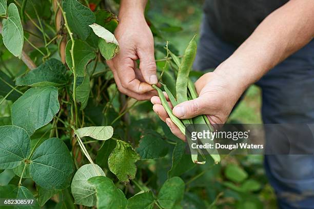 hands holding freshly picked runner beans. - runner beans stock pictures, royalty-free photos & images
