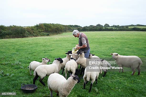 farmer feeding sheep in field. - adult sheep stock pictures, royalty-free photos & images