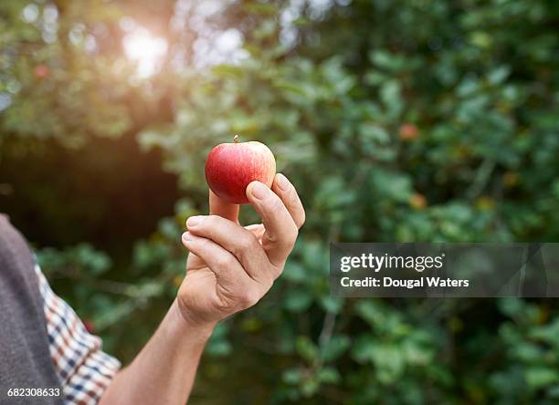hand holding single apple on orchard. - apple stock-fotos und bilder