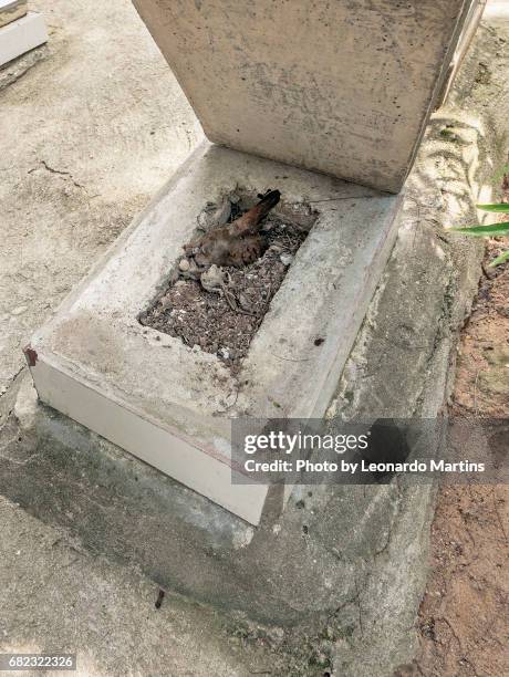 bird cemetery - cemitério fotografías e imágenes de stock