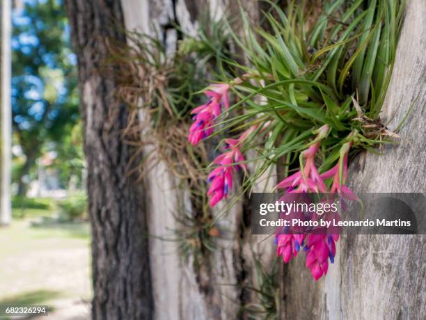 tropical flower - árvore stock pictures, royalty-free photos & images