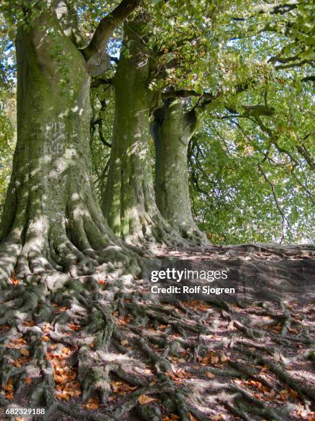 181 Soil Root System Stock Photos, High-Res Pictures, and Images ...