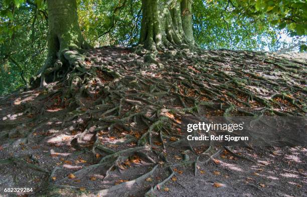 Tree Root Complex 387 Tree Root System Stock Photos, High-Res Pictures, and Images ...
