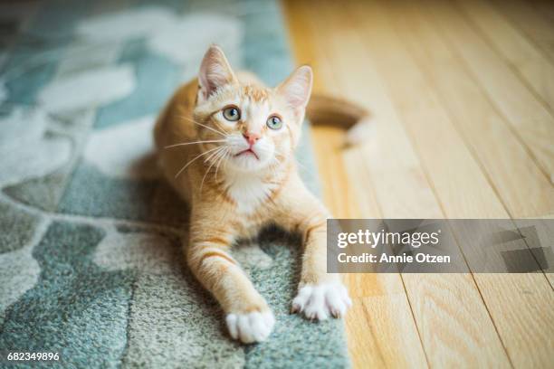 cute little kitten - baby cat stock pictures, royalty-free photos & images