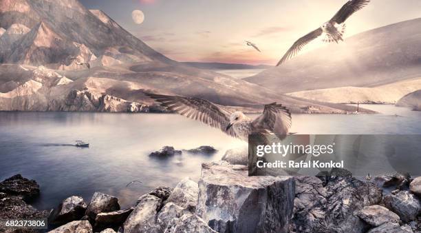 surreal landscape - möwe stock pictures, royalty-free photos & images