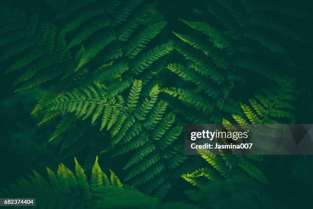 helecho de fondo - lush foliage fotografías e imágenes de stock